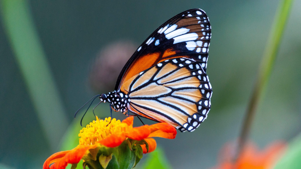 the images really free closeup shot beautiful butterfly with interesting textures orange petaled flower min min min